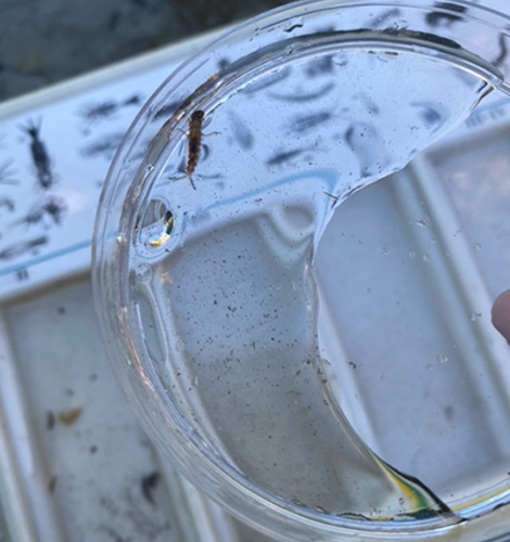 Undervisning i naturen, Mariagerfjord Gymnasium (1)