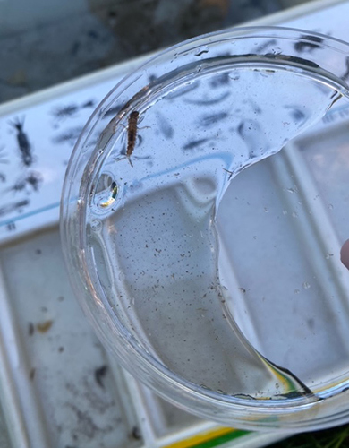 Undervisning i naturen på Mariagerfjord Gymnasium